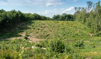 Brush and Underbrush Clearing Hazlehurst, MS